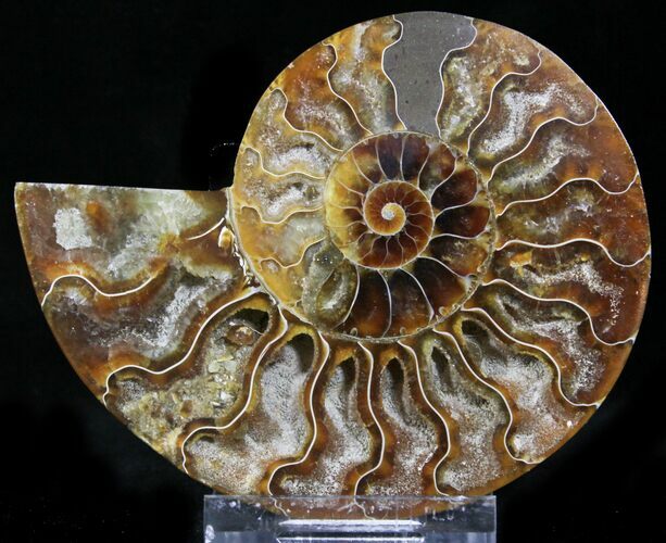 Crystal Lined Ammonite Fossil (Half) #22767
